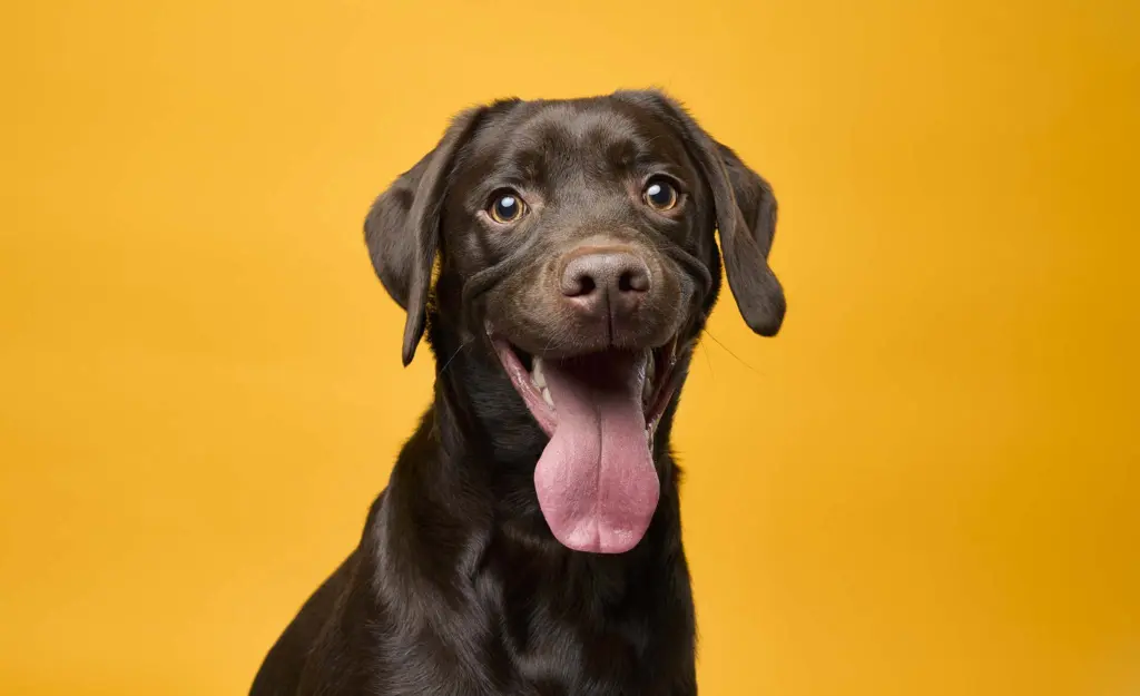 Hunden Anton fotograferet i studie på Bülowsvej 3A hos Løndal Media